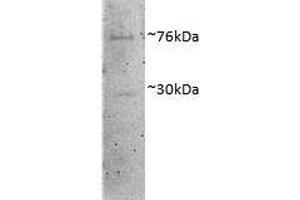 ABIN1782135 (1µg/ml) staining of Porcine MII Oocytes lysate (35µg protein in RIPA buffer). (DVL1 anticorps  (AA 20-32))