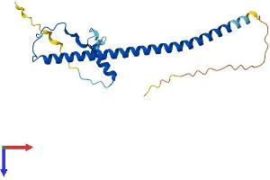AlphaFold protein structure predicition of Human Recombinant PRKRIP1 Protein, UniprotID Q9H875