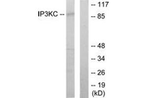 Western Blotting (WB) image for anti-Inositol-Trisphosphate 3-Kinase C (ITPKC) (AA 221-270) antibody (ABIN2889722) (ITPKC anticorps  (AA 221-270))