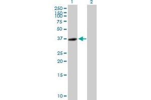 Western Blot analysis of C14orf106 expression in transfected 293T cell line by C14orf106 MaxPab polyclonal antibody.