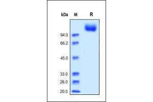 Human VEGF R2, His Tag (HPLC-verified) on SDS-PAGE under reducing (R) condition. (VEGFR2/CD309 Protein (AA 20-764) (His tag))