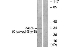 Western blot analysis of extracts from 3T3 cells, treated with etoposide (etoposide, 1hour), using PAR4 (Cleaved-Gly48) antibody. (F2RL3 anticorps  (Cleaved-Gly48, N-Term))