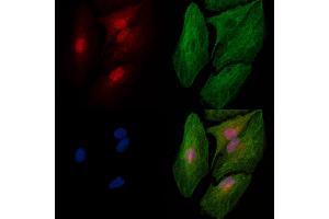 Phospho-SRPK2 (Thr492) Antibody staining A549 cells(heat shock treatment) by IF/ICC. (SRPK2 anticorps  (pThr492))