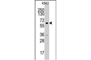 Western blot analysis of CCNA2 polyclonal antibody  in HL-60 cell line lysates (35 ug/lane). (Cyclin A anticorps  (N-Term))