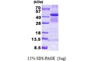 Image no. 1 for Budding Uninhibited By Benzimidazoles 3 Homolog (Yeast) (BUB3) protein (His tag) (ABIN1098754)