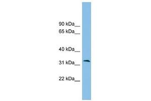 ZPBP2 antibody used at 1 ug/ml to detect target protein. (ZPBP2 anticorps  (Middle Region))