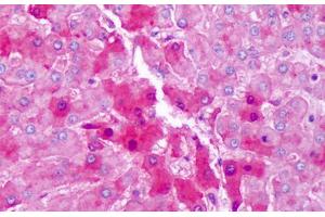 Anti-Hemopexin antibody IHC staining of human liver, hepatocytes. (Hemopexin anticorps)