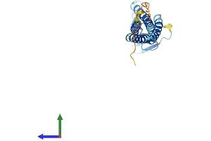 AlphaFold protein structure predicition of Human Recombinant CLDN9 Protein, UniprotID O95484