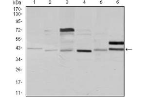 Western blot analysis using NCK1 antibody against Jurkat (1), HeLa (2), HEK293 (3), A431 (4), K562 (5), and COS7 (6) cell lysate. (NCK1 anticorps)