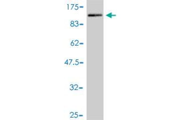 PDLIM5 anticorps  (AA 1-596)