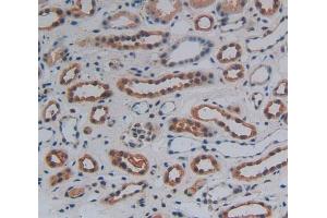 Used in DAB staining on fromalin fixed paraffin- embedded kidney tissue (WNT10B anticorps  (AA 30-322))