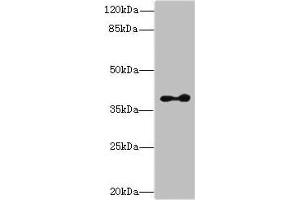 Western blot All lanes: CLVS2 antibody at 16 μg/mL + Mouse brain tissue Secondary Goat polyclonal to rabbit IgG at 1/10000 dilution Predicted band size: 38, 22 kDa Observed band size: 38 kDa (CLVS2 anticorps  (AA 1-327))