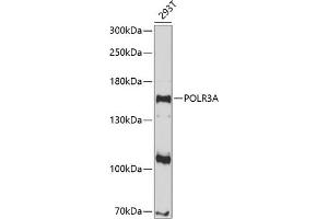 Western blot analysis of extracts of 293T cells, using POLR3A antibody (ABIN6132942, ABIN6145936, ABIN6145937 and ABIN6214957) at 1:1000 dilution. (POLR3A anticorps  (AA 1-200))
