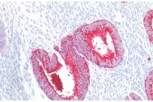 Immunohistochemistry staining of human uterus (paraffin-embedded sections) with anti-CD15 (MMA), 10 μg/mL.