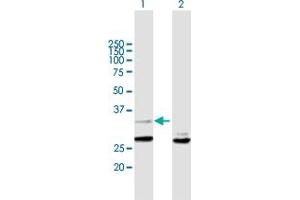 Western Blot analysis of YWHAZ expression in transfected 293T cell line by YWHAZ MaxPab polyclonal antibody. (14-3-3 zeta anticorps  (AA 1-245))