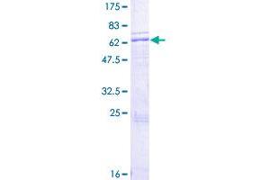 Image no. 1 for Apolipoprotein H (Beta-2-Glycoprotein I) (APOH) (AA 1-345) protein (GST tag) (ABIN1345378)