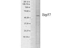 Western Blot analysis of Human cell lysates showing detection of Erp57 protein using Mouse Anti-Erp57 Monoclonal Antibody, Clone Map. (PDIA3 anticorps  (Biotin))