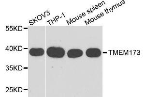 Western blot analysis of extracts of various cell line, using TMEM173 antibody. (STING/TMEM173 anticorps  (AA 170-379))