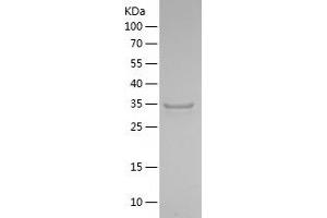 Western Blotting (WB) image for Serotonin Receptor 4 (HTR4) (AA 210-264) protein (His-IF2DI Tag) (ABIN7125046) (Serotonin Receptor 4 Protein (HTR4) (AA 210-264) (His-IF2DI Tag))