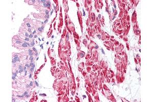 Anti-Beta Actin antibody IHC of human prostate. (beta Actin anticorps  (C-Term))