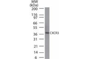 Image no. 1 for anti-Chemokine (C-X-C Motif) Receptor 3 (CXCR3) (AA 290-303) antibody (ABIN960122) (CXCR3 anticorps  (AA 290-303))