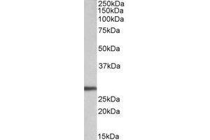 AP23228PU-N ARTN antibody staining of HEK293 lysate at 0. (ARTN anticorps  (Internal Region))