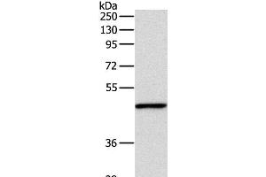 Western Blot analysis of Mouse fat tissue using INHBA Polyclonal Antibody at dilution of 1:1000 (INHBA anticorps)