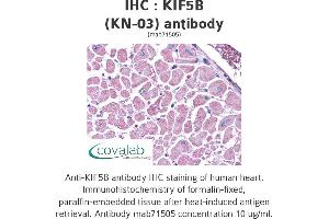Image no. 2 for anti-Kinesin Family Member 5B (KIF5B) antibody (ABIN1724174) (KIF5B anticorps)