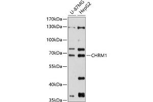 Western blot analysis of extracts of various cell lines, using CHRM1 antibody (ABIN6134285, ABIN6138562, ABIN6138564 and ABIN6215932) at 1:1000 dilution. (CHRM1 anticorps  (C-Term))