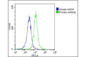 Overlay histogram showing Hela cells stained with (green line). (IL1RAP anticorps  (AA 279-313))