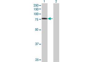 Western Blot analysis of FBLN1 expression in transfected 293T cell line by FBLN1 MaxPab polyclonal antibody. (Fibulin 1 anticorps  (AA 1-683))