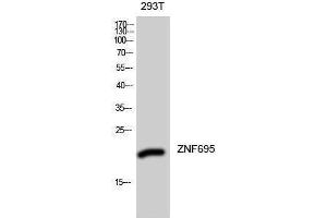 Western Blotting (WB) image for anti-Zinc Finger Protein 695 (ZNF695) (Internal Region) antibody (ABIN3187566) (ZNF695 anticorps  (Internal Region))