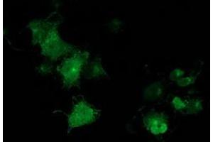 Anti-MGRN1 mouse monoclonal antibody (ABIN2454428) immunofluorescent staining of COS7 cells transiently transfected by pCMV6-ENTRY MGRN1 (RC208284). (Mahogunin RING Finger Protein 1 anticorps)