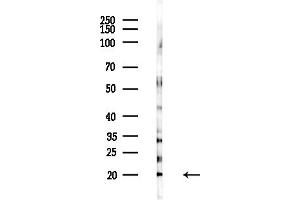 anti-RPL26L (RPL26L) (C-Term) antibody