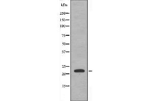 Western blot analysis of extracts from RAW264. (CEBPG anticorps  (Internal Region))
