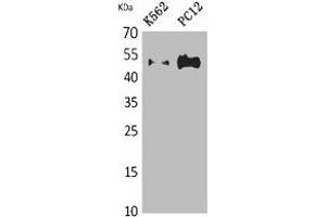 Western Blot analysis of K562, PC12 cells using Tubulin α Polyclonal Antibody. (TUBA1A/TUBA1B/TUBA1C/TUBA3C/TUBA4A anticorps)
