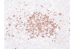 anti-Stomatin (STOM) (AA 238-288) antibody