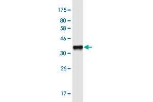 Western Blot detection against Immunogen (36. (Fidgetin anticorps  (AA 77-170))
