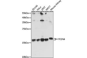 Western blot analysis of extracts of various cell lines, using PFDN4 antibody (ABIN7269508) at 1:1000 dilution. (PFDN4 anticorps  (AA 1-134))