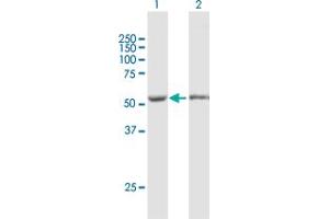 Western Blot analysis of FKBP5 expression in transfected 293T cell line by FKBP5 MaxPab polyclonal antibody.