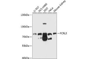Western blot analysis of extracts of various cell lines, using FCRL3 antibody (ABIN6132038, ABIN6140560, ABIN6140562 and ABIN6214711) at 1:1000 dilution. (FCRL3 anticorps  (AA 18-180))