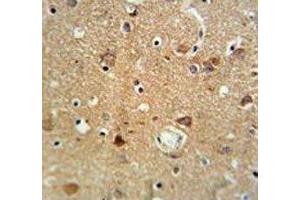 NEU1 antibody IHC analysis in formalin fixed and paraffin embedded brain tissue.
