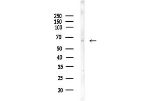 anti-G Protein-Coupled Receptor 133 (GPR133) (Internal Region) antibody