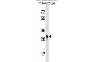 Western blot analysis in mouse Neuro-2a cell line lysates (35ug/lane).