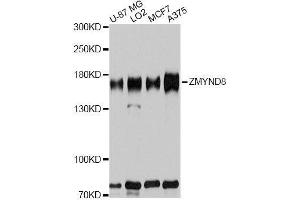 Western blot analysis of extracts of various cell lines, using ZMYND8 antibody. (ZMYND8 anticorps  (AA 959-1188))
