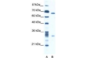 WB Suggested Anti-ASH2L Antibody   Titration: 2. (ASH2L anticorps  (N-Term))