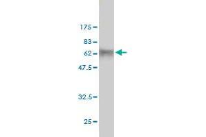 Western Blot detection against Immunogen (55.