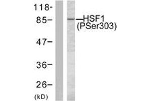 Western blot analysis of extracts from MCF7 cells treated with TNF-alpha 20ng/ml 30', using HSF1 (Phospho-Ser303) Antibody. (HSF1 anticorps  (pSer303))