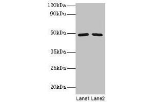 Western blot All lanes: DDX39B antibody at 2 μg/mL Lane 1: EC109 whole cell lysate Lane 2: 293T whole cell lysate Secondary Goat polyclonal to rabbit IgG at 1/15000 dilution Predicted band size: 49, 51 kDa Observed band size: 49 kDa