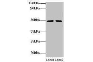 Western blot All lanes: DDX39B antibody at 2 μg/mL Lane 1: EC109 whole cell lysate Lane 2: 293T whole cell lysate Secondary Goat polyclonal to rabbit IgG at 1/15000 dilution Predicted band size: 49, 51 kDa Observed band size: 49 kDa (DDX39B anticorps  (AA 2-251))